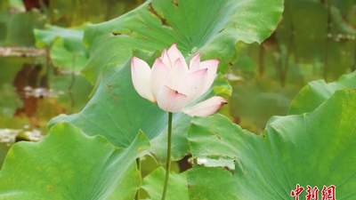 江西南昌：小暑盛夏至 蝉鸣荷花香