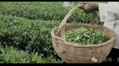 日照绿茶,登上香港新亚太电视台!