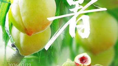 优时节：大暑蒸炎夏 桃尖沁绯红