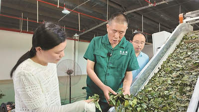 佛子岭镇盘活夏秋茶变身抹茶 多元加工模式让茶农与企业共享收益