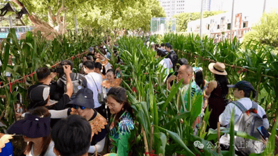 上海博物馆前掰玉米 亲子家庭携手体验农耕与文化碰撞乐趣