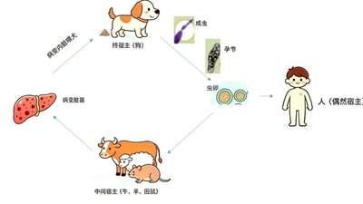 夏季赴牧区参与旅游，这些防控要点要记牢