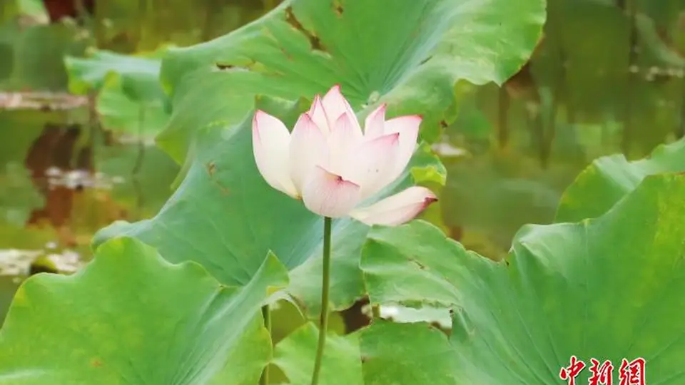 江西南昌：小暑盛夏至 蝉鸣荷花香