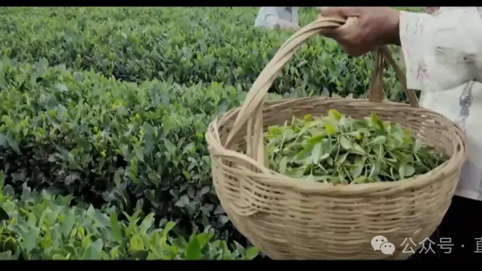 日照绿茶，登上香港新亚太电视台！