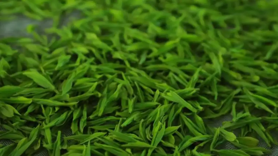 家中茶藏多年还能喝吗?红茶绿茶普洱的区别与判断