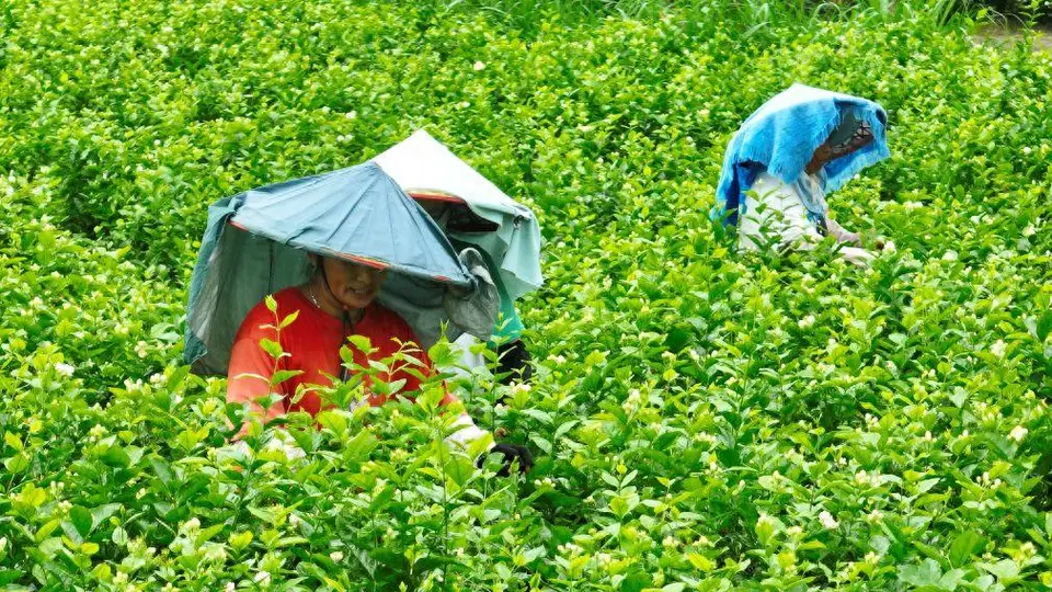 7月22日福州多元茉莉花茶体验活动 非遗技艺+游客逛玩购茶香满溢