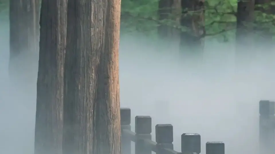 海淀公园清凉图鉴：雾森森森水杉林，紫竹院竹林仙境
