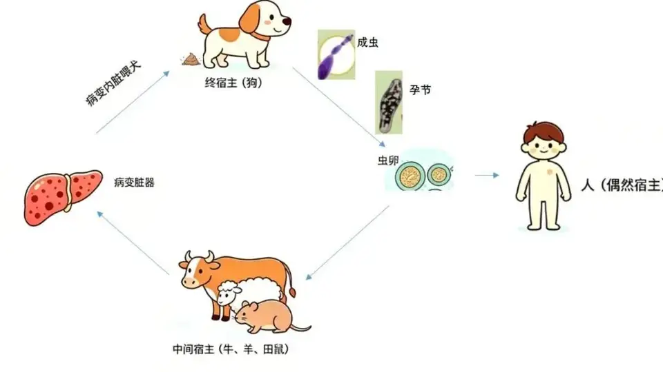 夏季赴牧区参与旅游，这些防控要点要记牢
