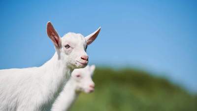 攻克羊乳精深加工技术壁垒！澳优全球首创羊乳CPP原料，夯实羊奶赛道领先地位