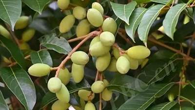 一口清苦，满口回甘，新加坡企业家吕文扬详解药食佳品青橄榄（青果）