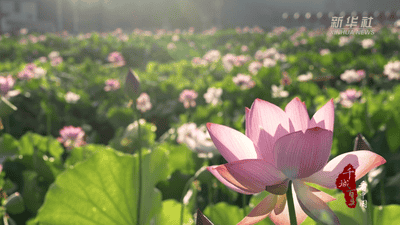 千城百县看中国丨福建:夏日赏荷正当时