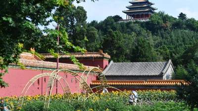 看北京｜中轴线再添夏日打卡地，景山公园向日葵进入最佳观赏期