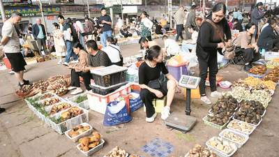 昆明东华新迎菜市场赶菜GAI子 市民游客共赴食菌季蘑力体验