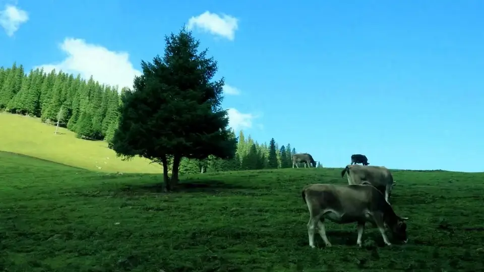 风吹那拉提