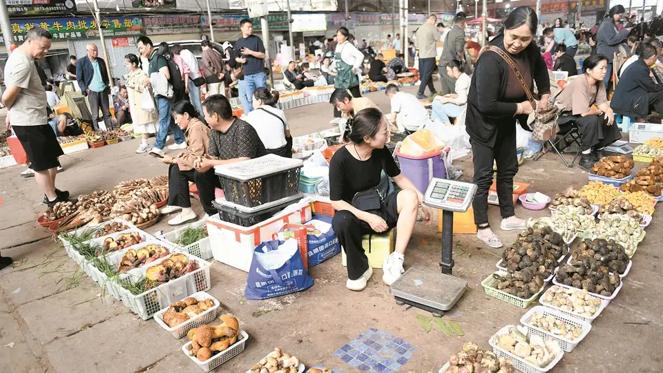 昆明东华新迎菜市场赶菜GAI子 市民游客共赴食菌季蘑力体验