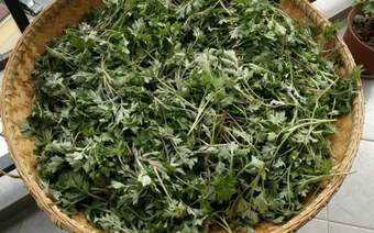 入夏后最该吃什么？这几种鲜嫩野菜别错过，清香可口风味佳！