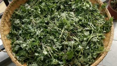 入夏后最该吃什么？这几种鲜嫩野菜别错过，清香可口风味佳！