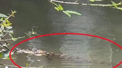 上海一小区内出现鳄鱼，多部门出动抓捕，当地：已暂时存放在动物园，初判是人为遗弃