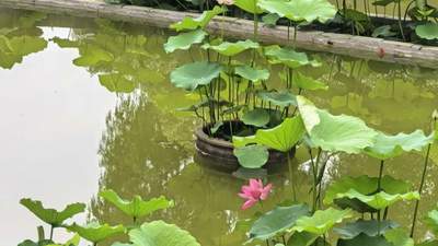 温州夏日限定！满屏荷花上线！