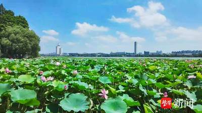 为一片荷,赴一座城!苏州拙政园与南京玄武湖何以成“慢充”顶流?