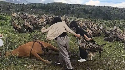 阻止兀鹫食腐是对自然和健康的双重伤害