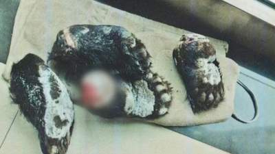 4只熊掌被当作人情送好友待客，崇明警方破获危害珍贵、濒危野生动物案6人被抓 非法捕捞同步捣毁