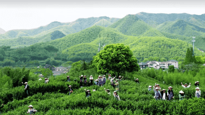 碾茶抹茶凭多元鲜活体验引热议 健康平替与宋韵复刻成参与新方向