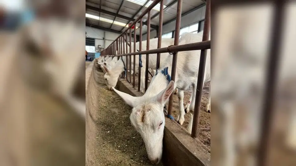 消费者关心羊奶膻味:真正要看的是奶源和保存