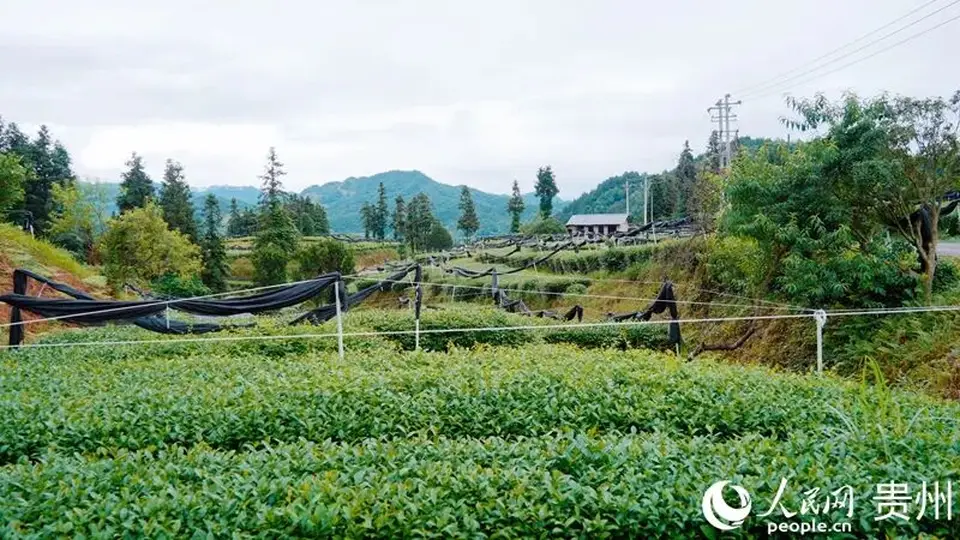 贵州铜仁：一抹青绿 香飘世界