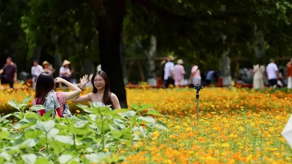 视点｜盛夏鎏金花海上线！奥森硫华菊烂漫盛放
