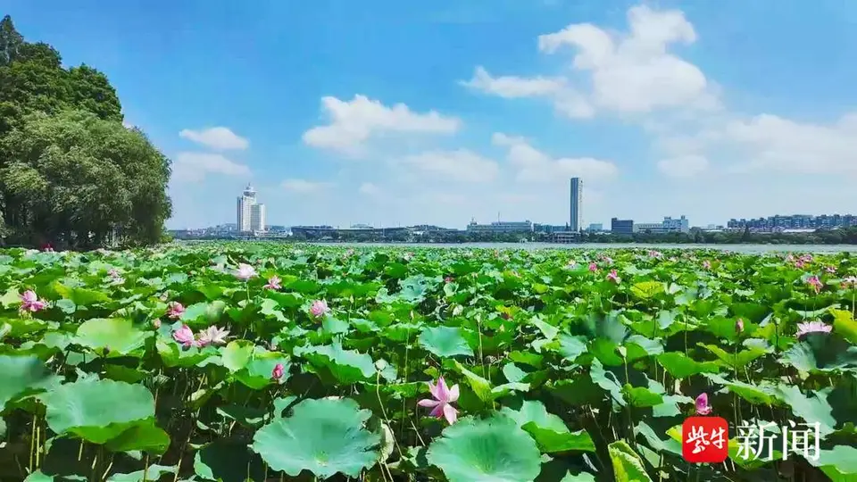 为一片荷,赴一座城!苏州拙政园与南京玄武湖何以成“慢充”顶流?