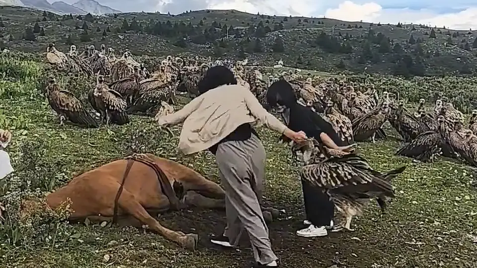 阻止兀鹫食腐是对自然和健康的双重伤害