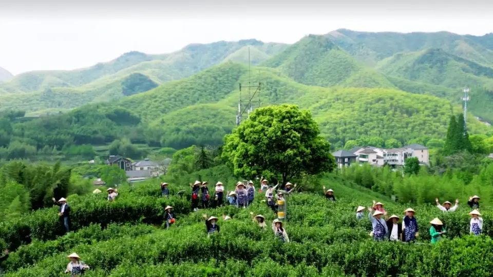 碾茶抹茶凭多元鲜活体验引热议 健康平替与宋韵复刻成参与新方向