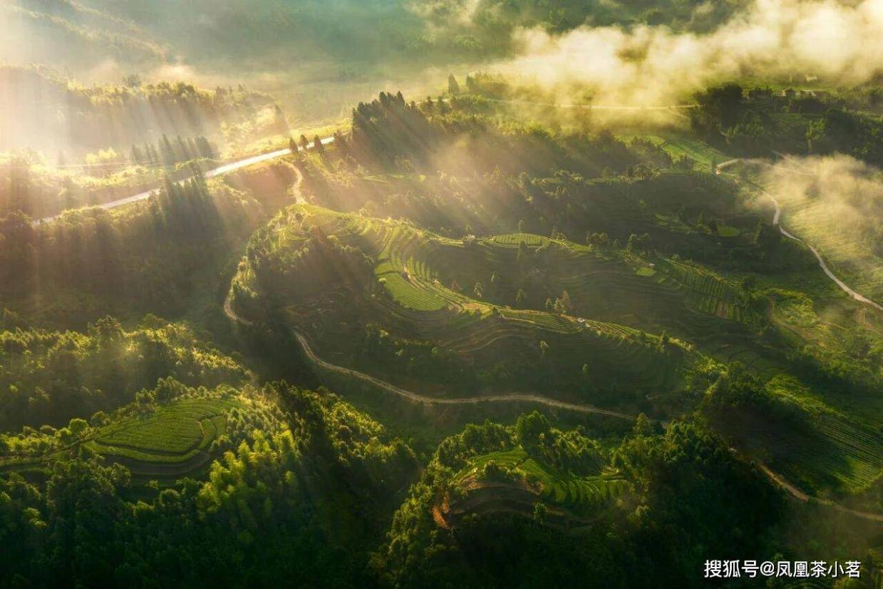 2026山东济南茶博会|每天认识一款茶：柘荣高山茶的山野风骨