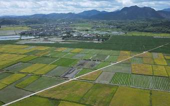 虚报水稻种植面积 农业局不怕卫星揭穿?