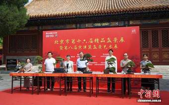 园林艺术融入多元场景 北京市第十六届精品盆景展在景山公园开幕
