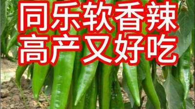 软香辣尖椒软皮椒种子