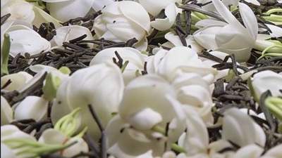 喝茉莉花茶只是骗骗舌头嘛？30秒内讲清楚