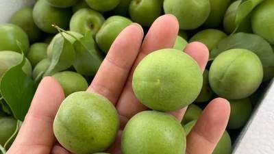 新手也能成功，青梅酒如何才好喝又耐放的关键在这