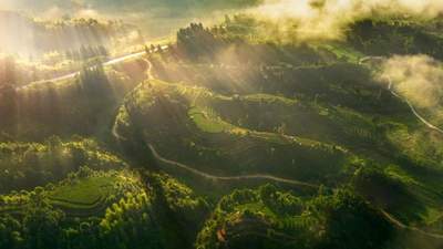2026山东济南茶博会|每天认识一款茶：柘荣高山茶的山野风骨