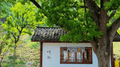 超山后山寻静谧 竹间慢行趣意满