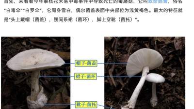 郑州一火锅店菜单现剧毒“白杆杆”？店家称正规渠道采购，当地市监未接到相关投诉