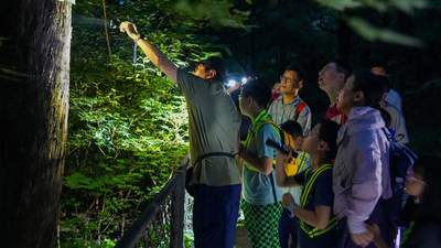 香山奇妙夜,寻访“山林夜客”!北京夏夜好去处