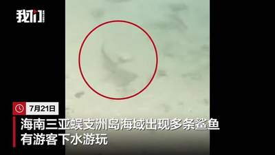 三亚蜈支洲岛海域现多条黑鳍鲨 专家称无攻击性