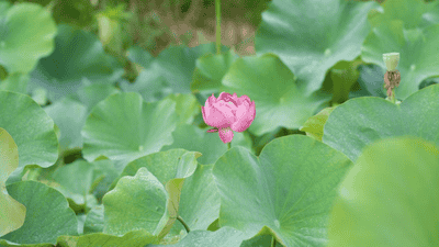 重庆丰都包鸾百亩荷塘：夏日休闲新去处