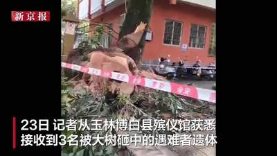7月22日广西玉林博白公园大树倒伏伤及路人 到场者亲历事发现场后多方联动处置 有伤者救治中殡仪馆已接收3名遇难者遗体