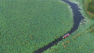 来雄安圈头 乘皮划艇游万亩荷塘享盛夏水乡情