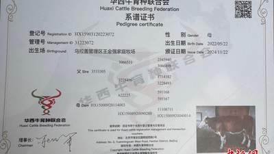 乌拉盖华西牛拍卖会看点多 农牧户跟着专家养牛收获丰