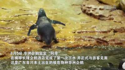 去横琴长隆看广东首只本土出生的极危非洲企鹅宝宝“阿零”首次下水