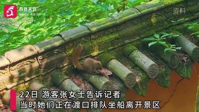 乐山大佛景区内一男子将松鼠活活踩死,游客出声制止,涉事者竟称松鼠是害虫